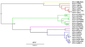 HTLV2 divergence