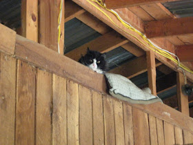 Black and White cat in a barn (www.BarnCatBuddies.org)