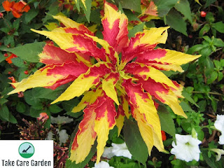 Tampala Amaranthus Tricolor: um vegetal folhoso nutritivo e colorido