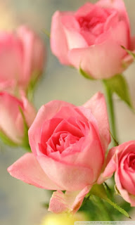  HD Pictures Of Roses - Picscompany.com