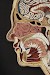Stunning Anatomical Cross-Sections Made From Paper by Lisa Nilsson