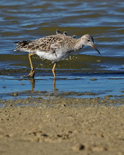 Combatiente (Calidris pugnax). Foto. Fabian