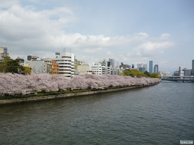 河川敷の染井吉野