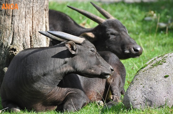 Monster Animal 8 Hewan  Langka yang  Terancam Punah di  