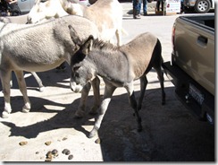 IMG_0947