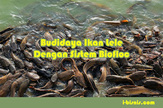 Budidaya ikan lele dengan sistem biofloc