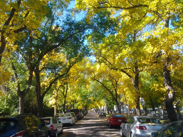 edmonton fall leaves