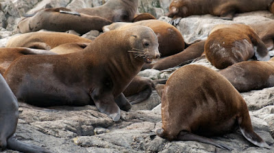 Australian Fur Seal (Arctocephalus pusillus) 