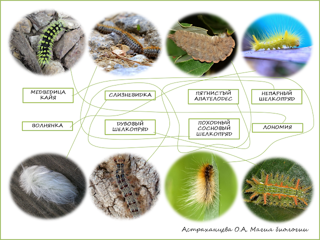 volosatye-gusenicy-shelkoprjad-jadovitye-gusenicy