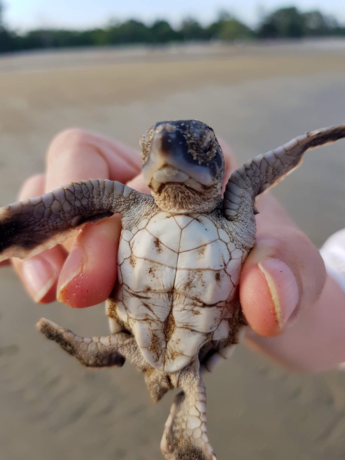 Of Mice And Ramen Turtle Release