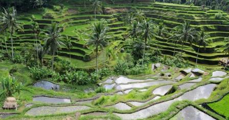  memang sudah lama dikenal oleh kalangan penikmat wisata Indonesia 7 Tempat Wisata di Ubud Bali Paling Favorit