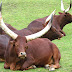 Ankole