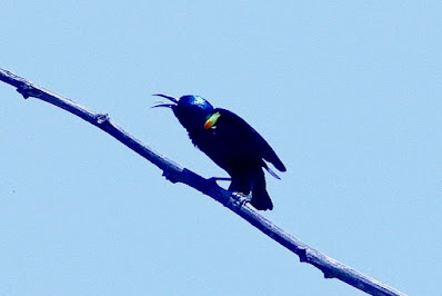 "Male Purple Sunbird (Cinnyris asiaticus) mating plumage. Small songbird with purple and black iridescent feathers, a long curved beak, and a shiny green cap. During the mating season, it perches on a  branch, displaying its vibrant colours."