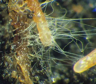 Mycorrhiza