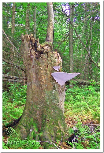 Large_White_Fungi