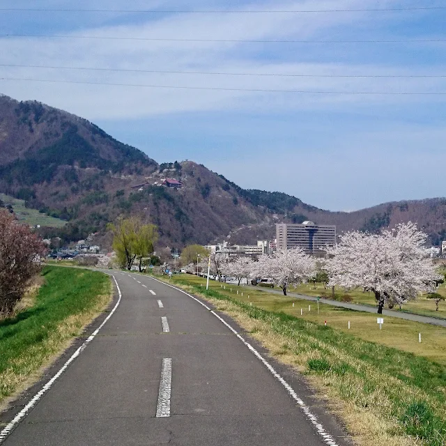 千曲川自転車道（上田更埴長野自転車道線）　桜