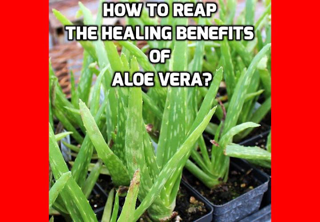 The healing benefits of aloe vera are applicable to burns, minor cuts, scrapes, insect bites and other skin irritations. Aloe vera is easy to care for if you want to plant it in your garden and only needs water once a month or when the stalks become shrivelled. Planted in the ground, it can tolerate more drought and will grow slightly larger. Aloes are cold hardy to about 45 degrees. 