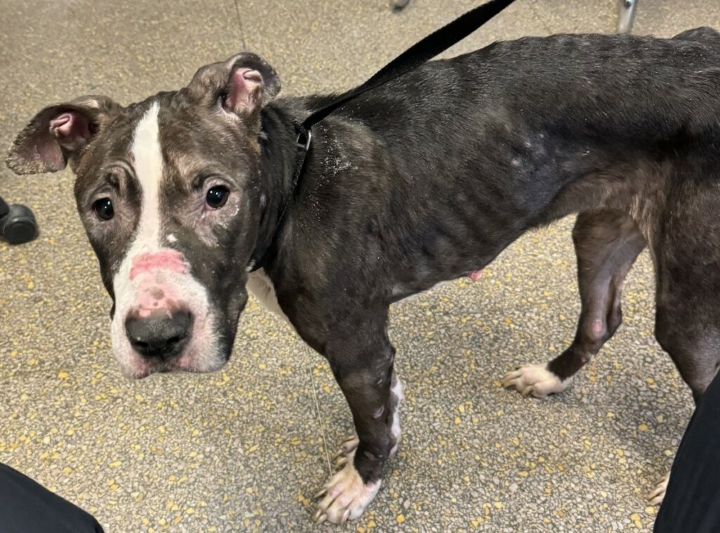 Puddin was found starving, chained and covered in sores inside a Queens apartment. Her owner has been charged with neglect. -Photo by Queens DA