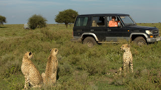 cheetah looking toward hunters in jeep