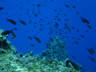 A school of fish in Santorini's Caldera.