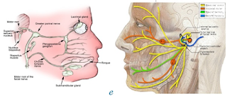 Etiology and Pathophysiology of Bell's Palsy