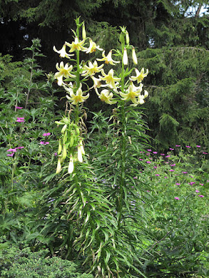 Лилия Совича (Lilium szovitsianum)