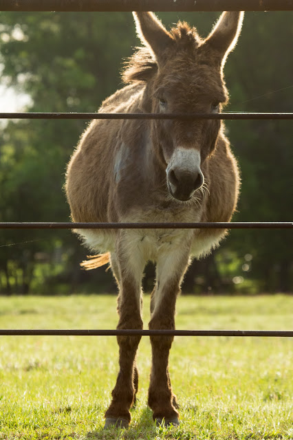 Donkey, Sugar Ridge Road