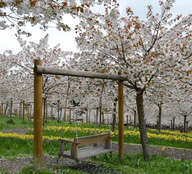 The Cherry Blossom Orchard at The Alnwick Garden