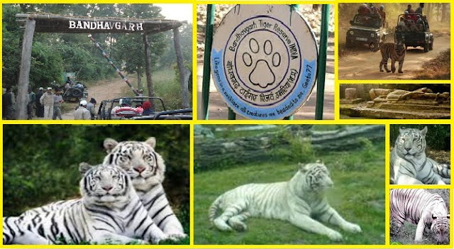 Bandhavgarh national Park