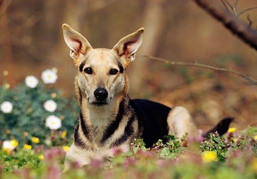 Inilah 4 Jenis Anjing Yang Dapat Diperlihara 