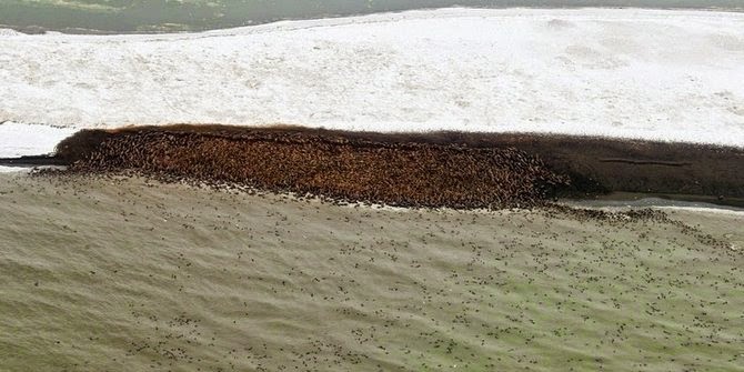 Fenomena Langka, Sekitar 3.500 Singa Laut Menepi di Pinggir Pantai