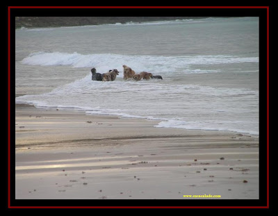 pastor australiano e golden retriever na praia