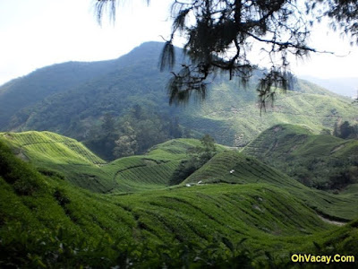 Cameron Highlands