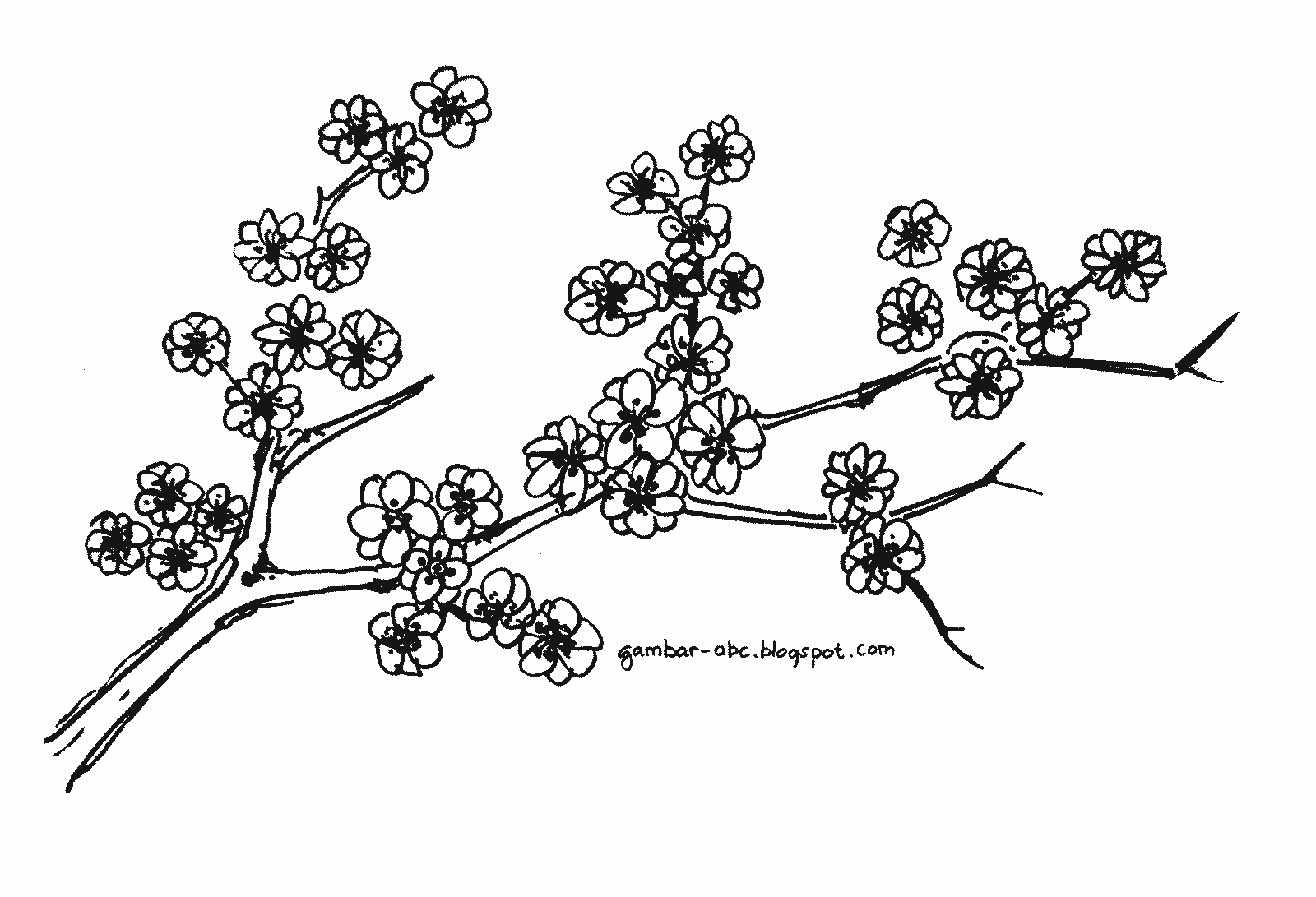 Mewarnai Bunga Sakura - Contoh Gambar Mewarnai