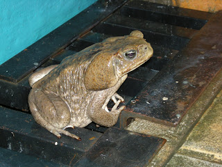 Bufo marinus (Cane toad)