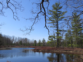 wetland