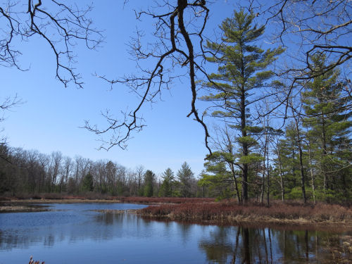 wetland