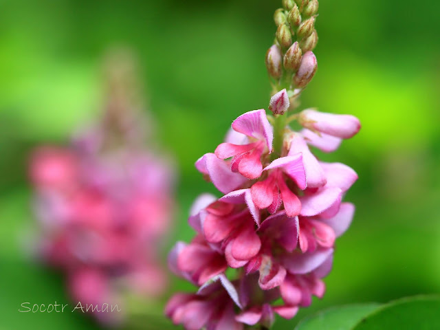 Wisteria floribunda