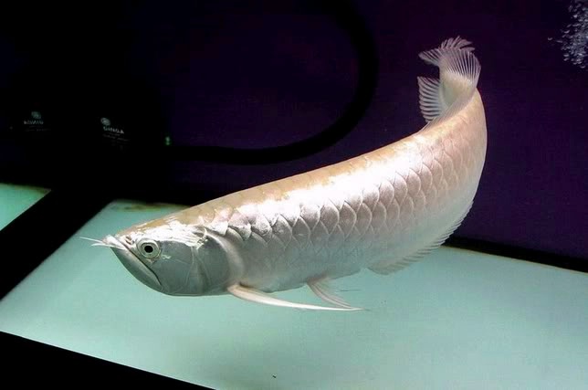 Ikan arwana platinum Dunia Air