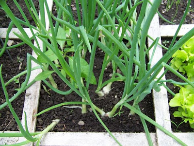 Harvesting Onions