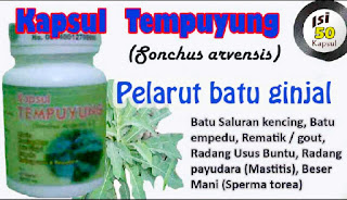 Jual kapsul daun tempuyung di jakarta