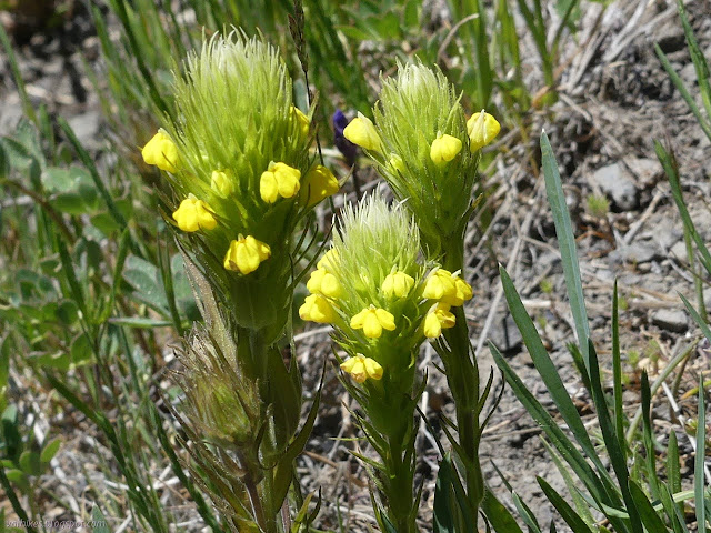 blobs of yellow around a whispy bit like a brush