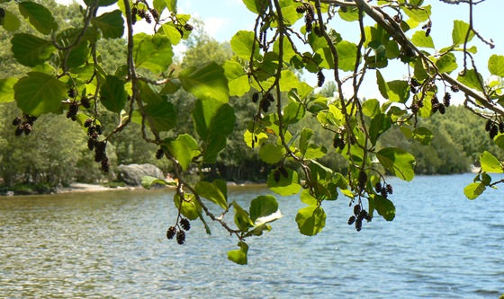 P1200774