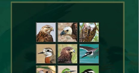 Birds Of Saudi Arabia Birds Of Kuwait A Comprehensive