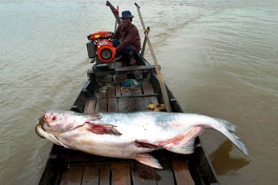 Peces Raros, Peces Gigantes, Pesca en Bote, fotos, imágenes, Giant Fish