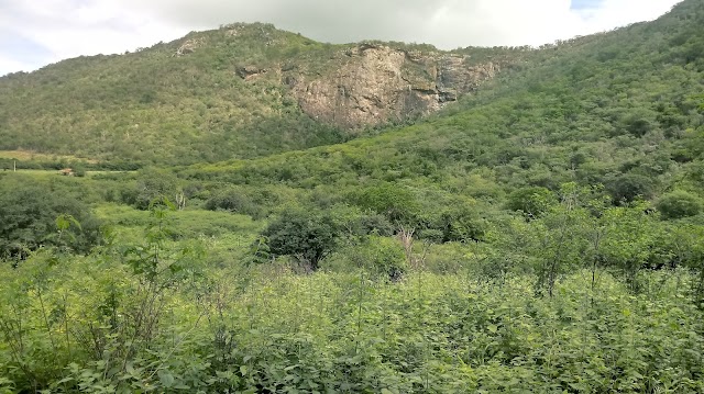 CONHEÇA A FAUNA E A FLORA DO VALE DO SALGADINHO DE BOM CONSELHO/PE