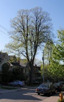 Tree on Lee Avenue, 09-05-15