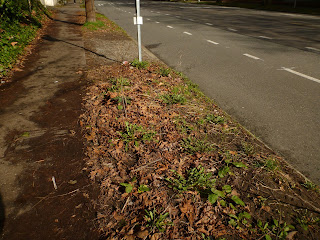 Test subject areas for bus stop biosphere.