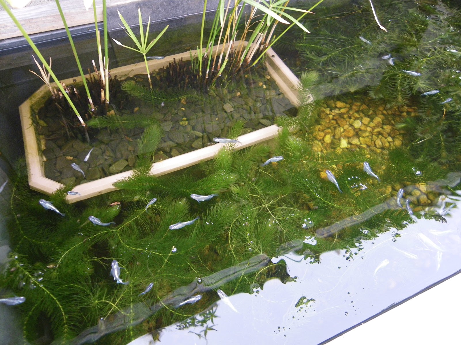 春なのに夏のような暑い日が続きます 水草と樹木の栽培は とても順調です メダカの大工
