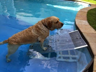 piscinas para cães